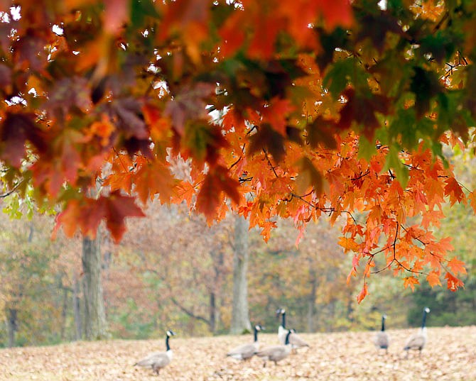 A flock of Canadian geese wander Tuesday beneath a multicolored canopy of sugar maple branches on at Binder Park. 