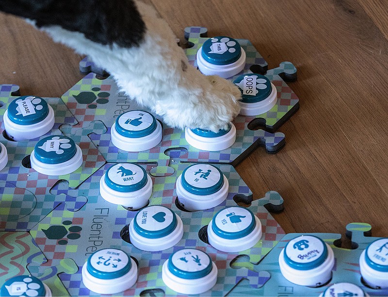 Bunny, a 14-month old sheepadoodle, taps a button on a HexTile board in response to a question her owner Alexis Devine just asked in their Tacoma home Tuesday, Sept. 29, 2020. Devine, an artist in Tacoma, is teaching her dog Bunny to communicate with buttons.  Mounted onto the tiles are 65 buttons with all different words that Bunny is either learning or already knows. (Ellen M. Banner/The Seattle Times/TNS)