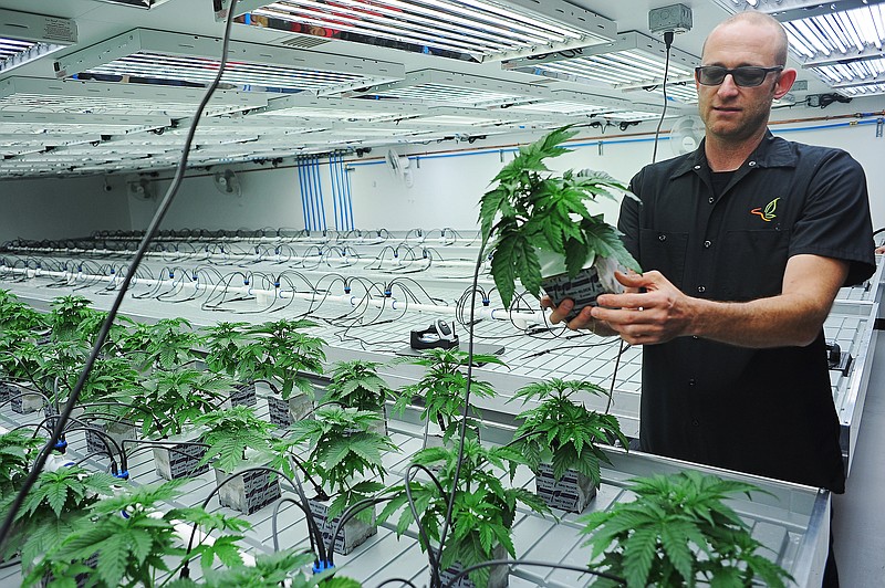 FILE - In this Oct. 16, 2015 file photo, Jonathan Hunt, vice president of Monarch America, Inc., shows a marijuana plant while giving a tour of the Flandreau Santee Sioux Tribe's marijuana growing facility, in Flandreau, S.D. Voters in four states could embrace broad legal marijuana sales on Election Day, setting the stage for a watershed year for the industry that could snowball into neighboring states as well as reshape policy on Capitol Hill. The Nov. 3, 2020, contests will take place in markedly different regions of the country, New Jersey, Arizona, South Dakota and Montana and approval of the proposals would highlight how public acceptance of cannabis is cutting across geography, demographics and the nation's deep political divide. (Joe Ahlquist/The Argus Leader via AP, File)