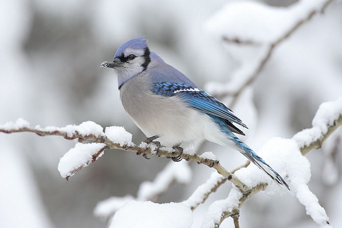 Blue Jays  Missouri Department of Conservation