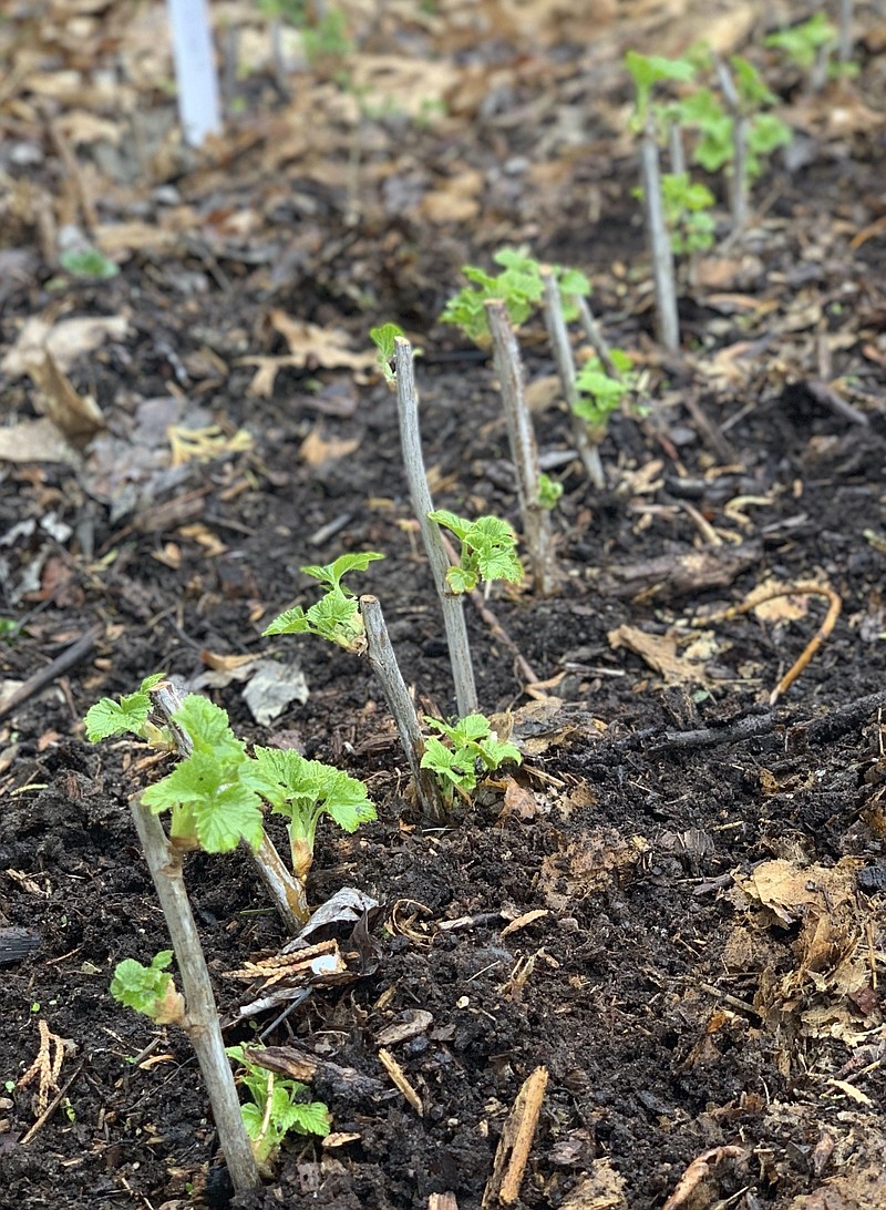 This undated photo shows currant cuttings in spring in New Paltz, N.Y. Leaves appear on cuttings stuck in the ground the previous fall while new roots are developing below ground. (Lee Reich via AP)
