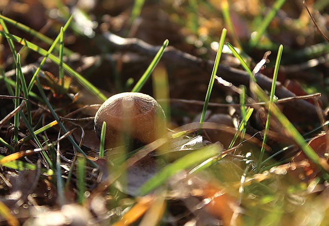 Missouri offers variety of native nuts | Fulton Sun