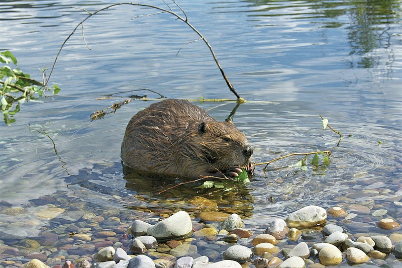 In this June 2012 photo provided by Tom Gable, a beaver strips the leaves off of a freshly cut branch in Grand Teton National Park, Wyo. Scientists studying gray wolves in Minnesota's Voyageurs National Park have traced how wolves preying on beavers affect the ecosystem by impeding the ability of beavers to build and maintain new dams that create wetlands. (Tom Gable via AP)