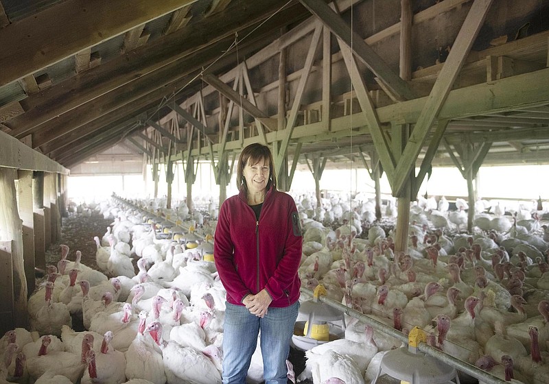 Beverly Pounds, office manager of Pounds Family Turkey Farm, is with a flock of broadbreasted white turkeys. They are the most consumed variety in the US. (Pittsburgh Post-Gazette/TNS)