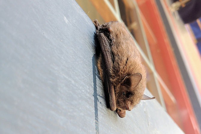 A mouse-eared bat in the Myotis genus rests on a storefront in downtown Fulton. Of Missouri's 14 species of bat, eight are in danger of being wiped out within the state.