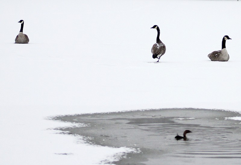The Canada goose is one of the species that migrates over local skies. Some populations stay year-round, like the flock at Truman Lake in Fulton who can be seen even when the lake freezes.