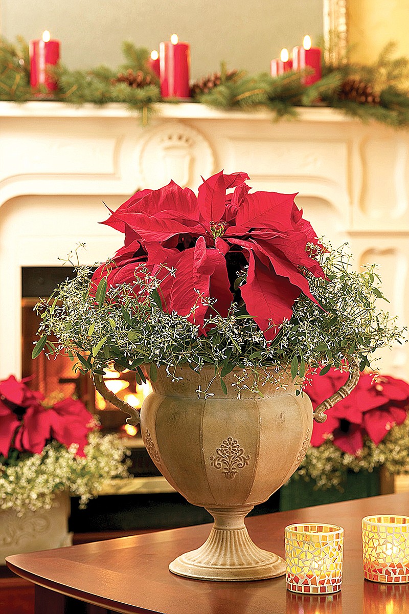 Larger containers allow for more Diamond Frost euphorbias for dazzling poinsettia partnership. (Chris Brown Photography/Handout/TNS)