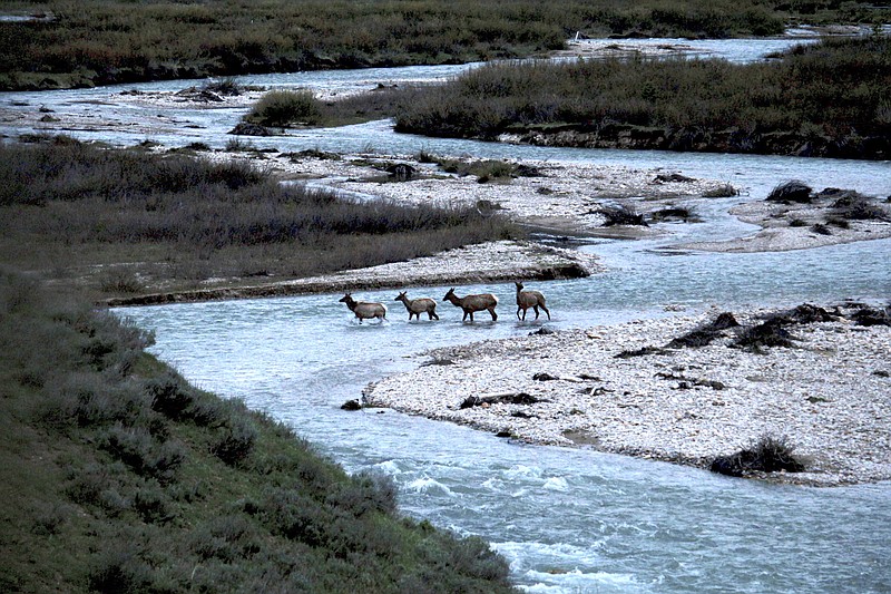 In this photo provided by the Wyoming Migration Initiative, migratory elk cross Granite Creek in the Bridger-Teton National Forest, Wyoming, on May 19, 2018. Big-game animals have traveled the same routes across Western landscapes for millennia but scientists only recently have discovered precisely where they go in pursuit of the best places to spend summer or wait out winter. Now the U.S. Geological Survey has published a collection of migration maps based on the latest research using GPS tracking and statistical analysis techniques. (Gregory Nickerson/Wyoming Migration Initiative, University of Wyoming via AP)