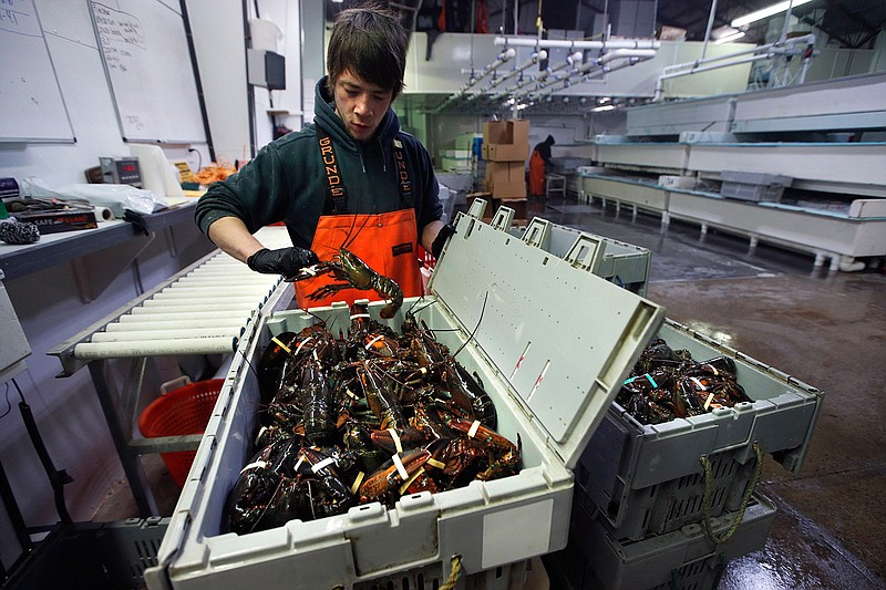 In this Friday, March 13, 2020 file photo, Issac Nicoll packs lobsters for shipment at the Lobster Company in Kennebunkport, Maine. The European Union parliament on Thursday, Nov. 26, 2020 approved a mini trade deal with the United States, which includes the elimination of customs duties on U.S. lobster imports. The passage by a vote of with 638 votes for, 45 against and 11 abstentions was the last major political step for the deal to come into effect. (AP Photo/Robert F. Bukaty, FIle)