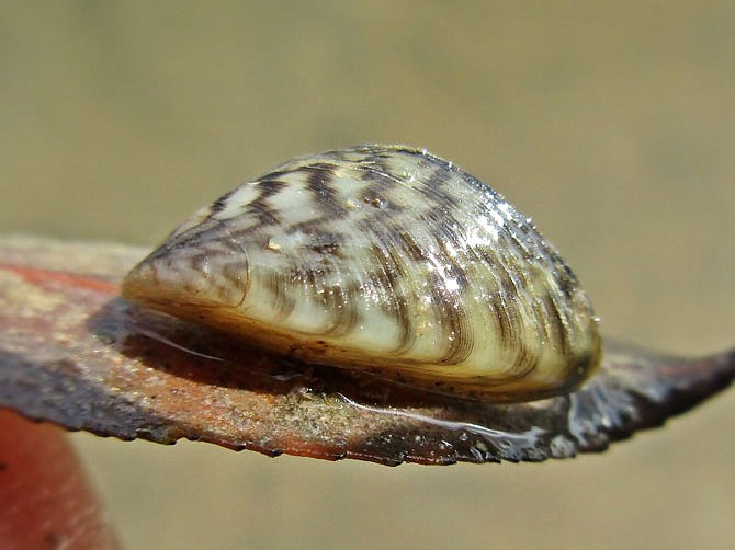 Zebra mussels — a type of tiny, striped and quick-spreading bivalve — have established a foothold in Missouri. It's up to local fishers and boaters to keep the problem from getting worse, according to the Missouri Department of Conservation.