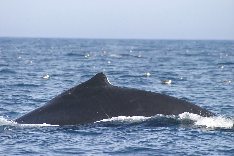 A humpback whale surfaces. (NOAA handout photo)