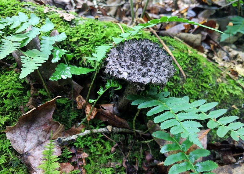 Missouri's evergreens provide winter color Fulton Sun