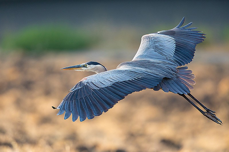 Christmas bird count in progress Texarkana Gazette