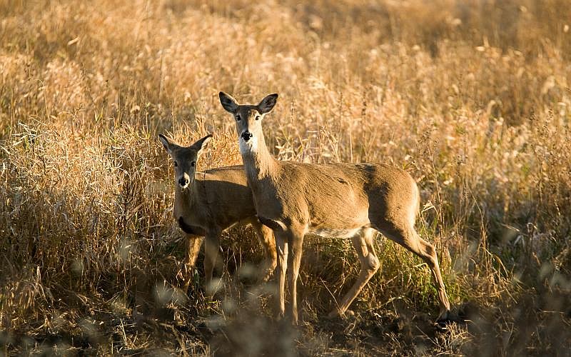 The Missouri Department of Conservation reports 15,425 deer were harvested during the antlerless portion of the 2020 hunting season. Courtesy of the Missouri Department of Conservation
