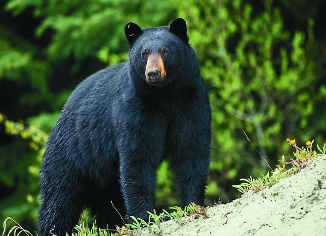 The Missouri Conservation Commission recently final approval Dec. 11, 2020, for Missouri's first black bear-hunting framework.
