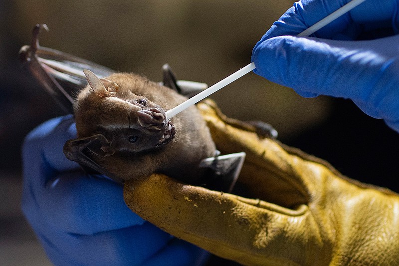 A researcher for Brazil's state-run Fiocruz Institute takes an oral swab sample from a bat captured in the Atlantic Forest, at Pedra Branca state park, near Rio de Janeiro, Tuesday, Nov. 17, 2020. Teams of researchers around the globe are racing to study the places and species from which the next pandemic may emerge. It's no coincidence that many scientists are focusing attention on the world's only flying mammals — bats. (AP Photo/Silvia Izquierdo)