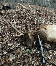 <p>Courtesy of Missouri Department of Conservation</p><p>Michael Buschjost, of St. Thomas, took this 6-by-6 bull elk Dec. 15, 2020, outside of the refuge portion of the MDC Peck Ranch Conservation Area.</p>