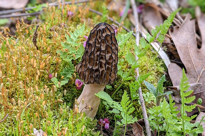 For an enthusiast, spotting a morel is as exciting as spotting a fairy. These tasty but ephemeral mushrooms sprung up in Callaway County in April 2020.