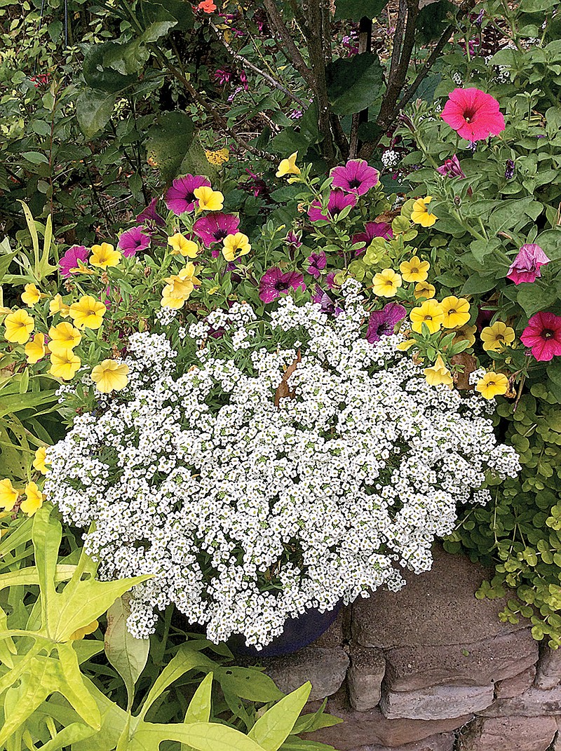 White Knight sweet alyssum looks like a patch of snow in this container with Supertunia Picasso in Purple petunia and Superbells Yellow calibrachoa. (Norman Winter/TNS)