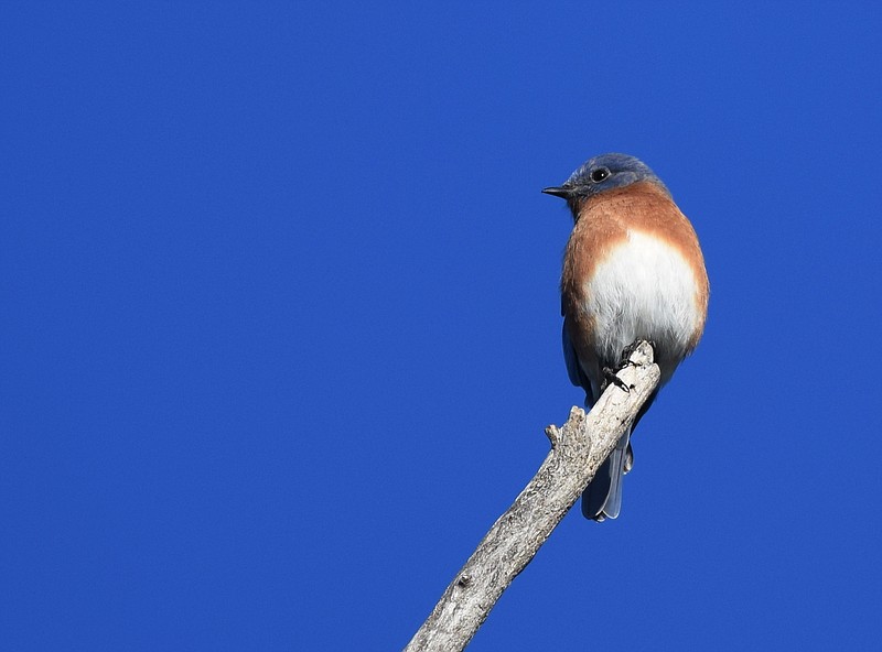 Bluebirds may be lured to feeders with suet, mealworms and sunflower hearts.