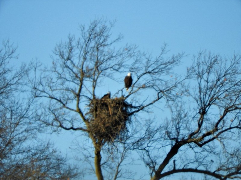 <p>Submitted</p><p>Columnist Dorothy Kleindienst loves looking for eagles each winter. January, February and March are the most prime times for eagle-spotting in Mid-Missouri.</p>