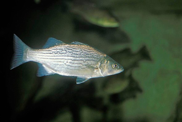 White bass; November, 2000.