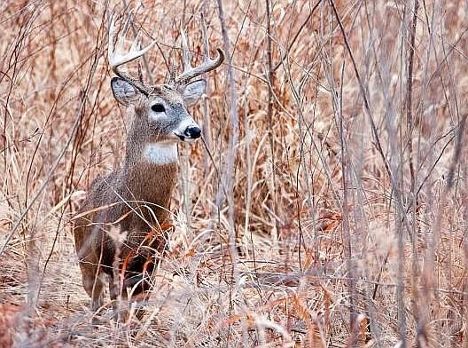 Deer hunters in Missouri killed 14,555 deer during the alternative-methods portion of the firearms deer season, Dec. 26, 2020, through Jan. 5, 2021.