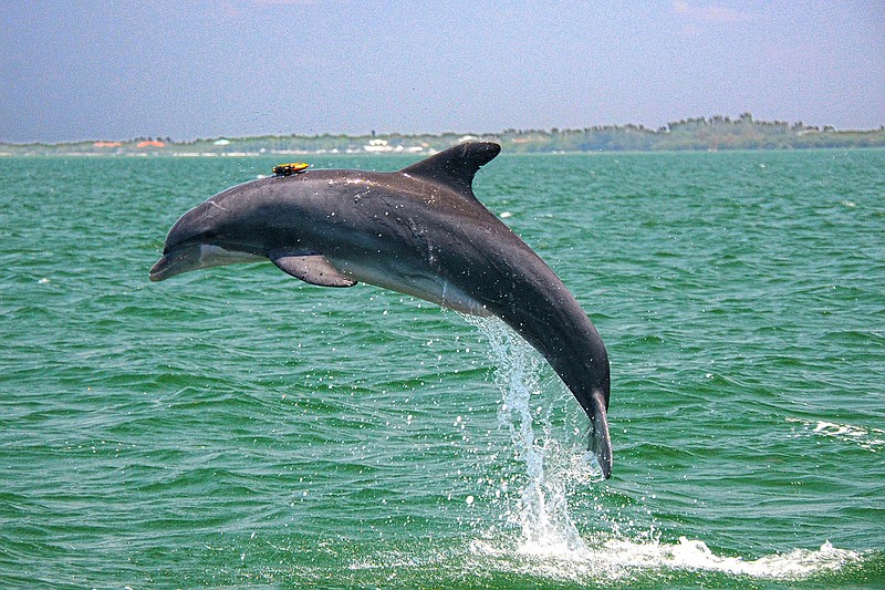 A resident Sarasota Bay dolphin leaping with suction-cup-mounted DTAG that records sounds and behavior for up to 24 hours. (Chicago Zoological Society/Sarasota Dolphin Research Program (Photo taken under NMFS Scientific Research Permit No. 20455)/TNS)