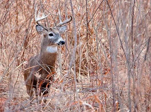Preliminary data from MDC shows deer hunters in Missouri harvested 14,555 deer during the alternative-methods portion of the firearms deer season, Dec. 26-Jan. 5.
