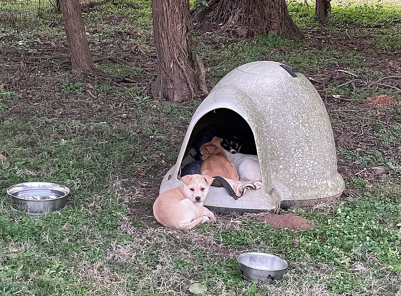 Puppies take shelter in a dog house Dec. 23, 2020, at their foster home near De Queen, Arkansas. The puppies, a mixed-breed litter found abandoned, are under the care of the Humane Society of Sevier County. Both Texarkanas require shelter from the cold be provided for outdoor pets. Shelter is defined as, at minimum, three walls, a floor and a roof.