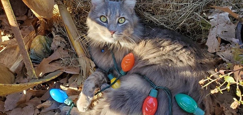 Kit Kit, a three-legged cat, plays with some unplugged Christmas lights at the Hochatown Kitten Rescue. The rescue is raising money for a new building to rehabilitate and adopt out cats and kittens. (Submitted photo)
