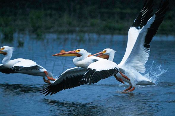 White pelicans are some of the interesting migratory birds that can be seen in Missouri in winter. Learn more about some of Missouri's best birding sites at a Jan. 13 Missouri Department of Conservation virtual program.