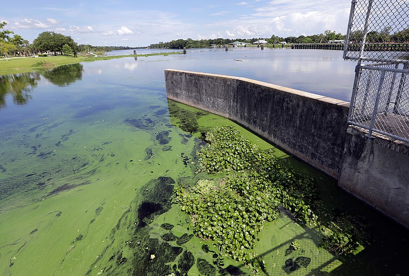 In this Thursday, July 12, 2018 file photo, an algae bloom appears on the Caloosahatchee River at the W.P. Franklin Lock and Dam in Alva, Fla. A study released on Wednesday, Jan. 6, 2021, shows America's rivers are changing color, mostly because of what people are doing. (AP Photo/Lynne Sladky)