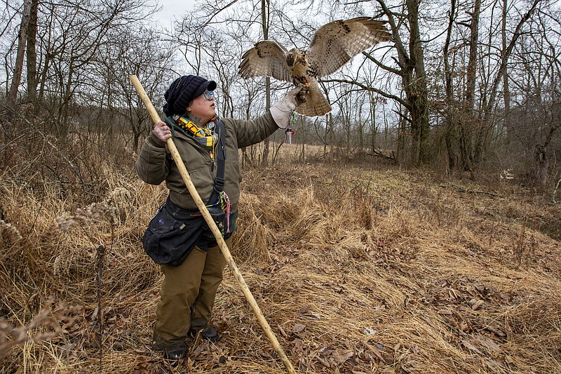 Falconry apprentice Jade Chen releases her red-tailed hawk, Candy Corn, during an early January hunt in a wooded field in Grantville, Dauphin County, Pennsylvania. (Alejandro A. Alvarez/The Philadelphia Inquirer/TNS)
