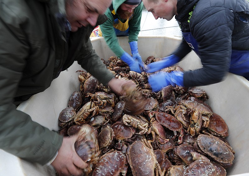 FILE - In this Monday, Nov. 11, 2019 file photo, fishermen arrange crabs after their boat returned from a fishing trip to the harbour in Hartlepool, England. British fishing communities were among the strongest supporters of Brexit. But now some say they face ruin because of new red tape imposed by Britain’s departure from the European Union. One seafood firm has threatened to dump rotting crustaceans on the government’s doorstep if the situation doesn’t improve within days. (AP Photo/Frank Augstein, File)