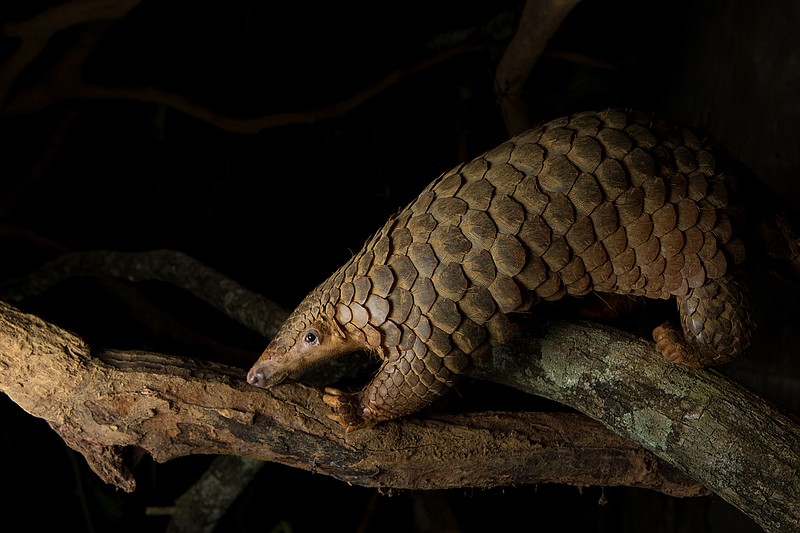 Save Vietnam's Wildlife has rescued more than 1,300 pangolins, including Polly. The pangolin is the most trafficked animal in the world. (Save Vietnam's Wildlife)