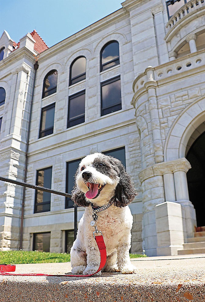 FILE: Olive sits outside the Cole County Courthouse.