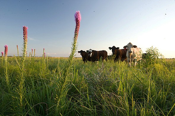 MDC invites landowners and land managers interested in benefits of establishing native warm-season grasses for grazing to join its online program, Benefits of Native Warm Season Grasses, from 11 a.m. to noon Feb. 18.
