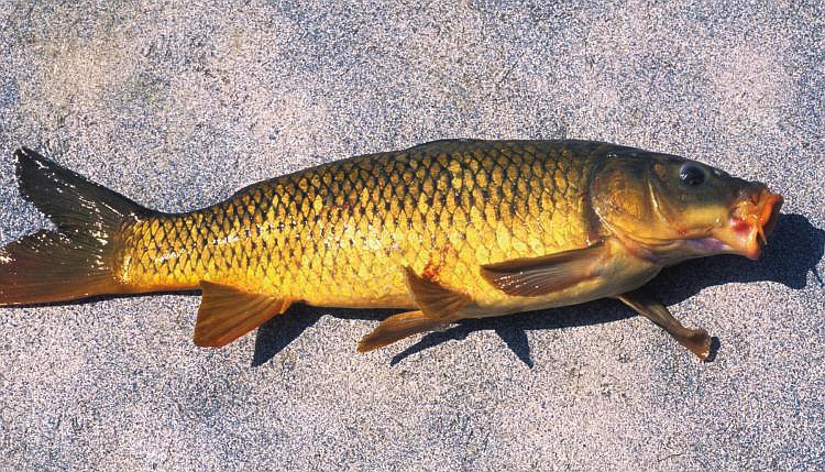 The Missouri Department of Conservation is proposing regulations that would expand personal and commercial use of common carp (shown) and grass carp.