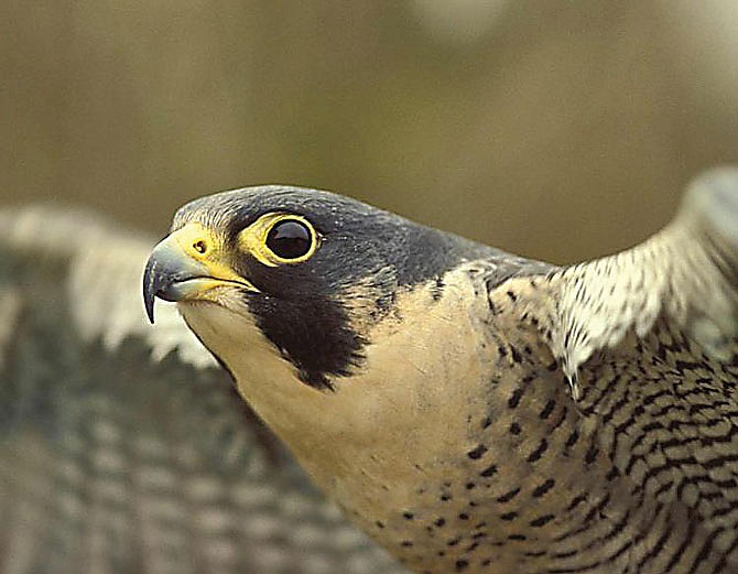 Missouri Department of Conservation is proposing removing the peregrine falcon from the state's endangered species list while keeping it a species of conservation concern.