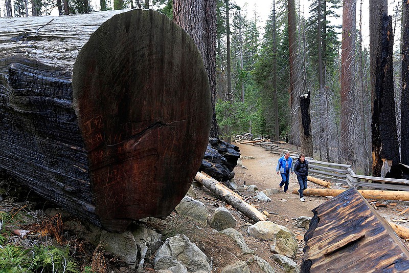 Visitors to the Mariposa Grove walk on trails among the giant trees in California's Yosemite National Park on January 22, 2015. (Brian van der Brug/Los Angeles Times/TNS)