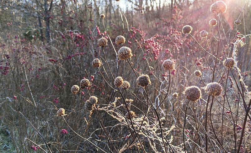 Native Winter Plan your garden for winter beauty | Fulton Sun