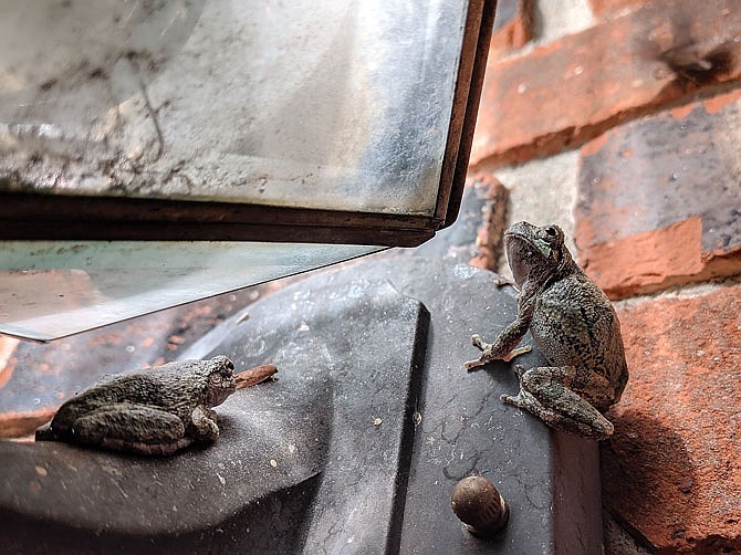 Some frogs — including these gray tree frogs — freeze solid during the winter and thaw out in spring. Reptiles and amphibians must adopt a variety of unusual strategies to survive cold weather.