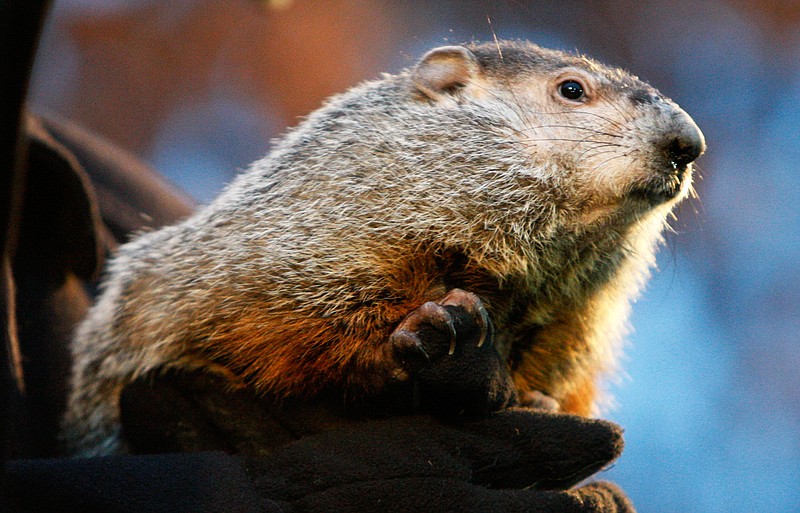 Groundhogs — also known as whistlepigs, woodchucks, thickwood badgers and land-beavers — play an important role in the ecosystem, naturalist Jordanya Raos said.