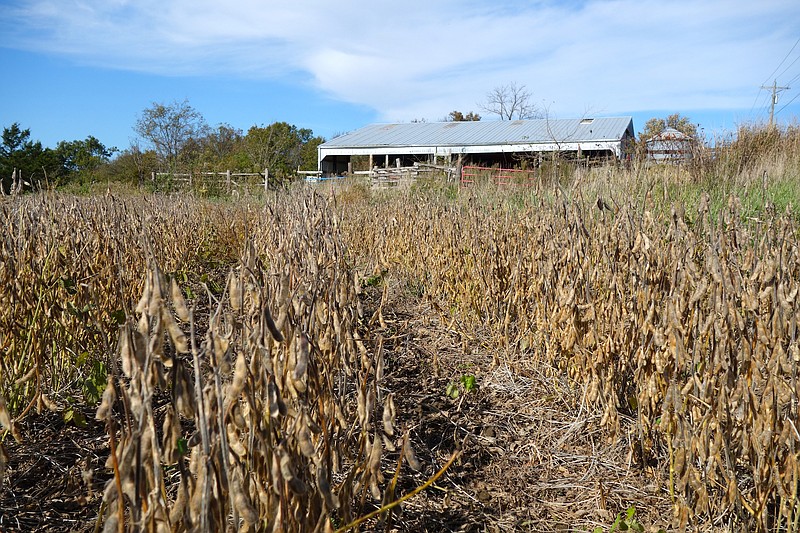 FILE: The University of Missouri Extension has offered virtual webinars and courses in the past, including an upcoming virtual Annie's Project course. This course is in collaboration with the Missouri Small Business Development Center for Agriculture, Food and Forestry.