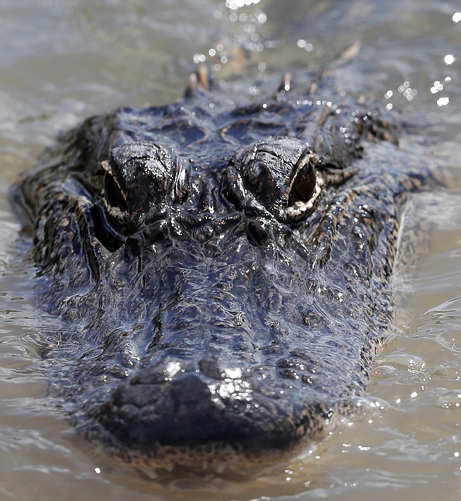FILE - In this Oct. 1, 2018 file photo, an alligator floats in the Caernarvon Canal in Caernarvon, La.   In the Trump administration's last days, the U.S. Fish and Wildlife Service proposed a change to rules protecting alligators - a change that opponents consider an end run around the chance that Louisiana might lose a federal court challenge to California's ban on alligator products.   The government is taking comments until March 22, 2021 on the proposal to remove 12 words that let states regulate sales or transfers of "any American alligator specimen" within their boundaries.   (AP Photo/Gerald Herbert, File )