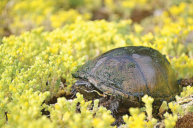 The Eastern musk turtle, or "stinkpot," is Missouri's smallest — and perhaps smelliest — turtle.