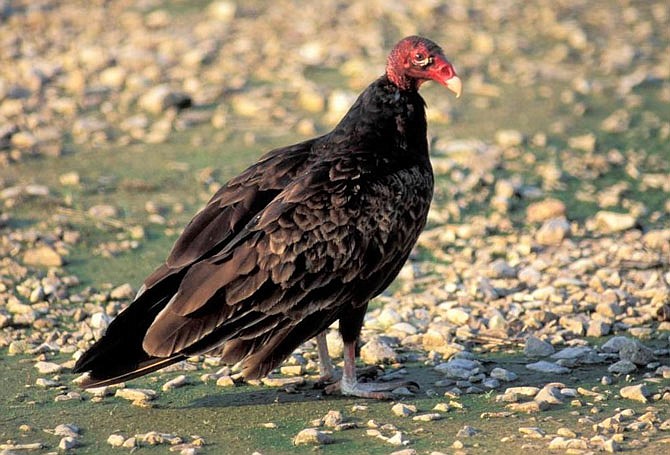 The turkey vulture provides several benefits to humans.