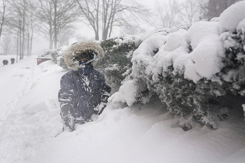 FILE - Arturo Diaz, 4, enjoys playing in a deep snow bank in Hoboken, N.J., Monday, Feb. 1, 2021. With leafy branches in winter, evergreens are especially good at catching snow, which can be bent, even broken by a heavy snow load. (AP Photo/Seth Wenig, File)