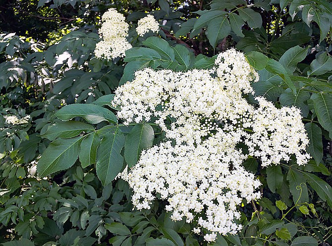 Elderberries are often found growing as large shrubs or small trees at the edges of forests and along fence-rows. They blossom in the late spring and bear berries in late summer.